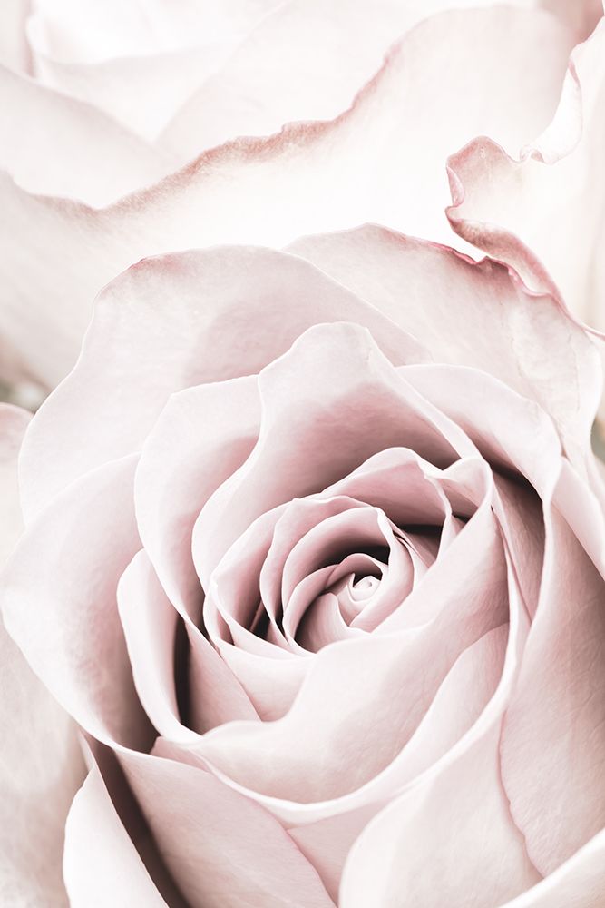 Pink Rose No 05 art print by 1x Studio III for $57.95 CAD