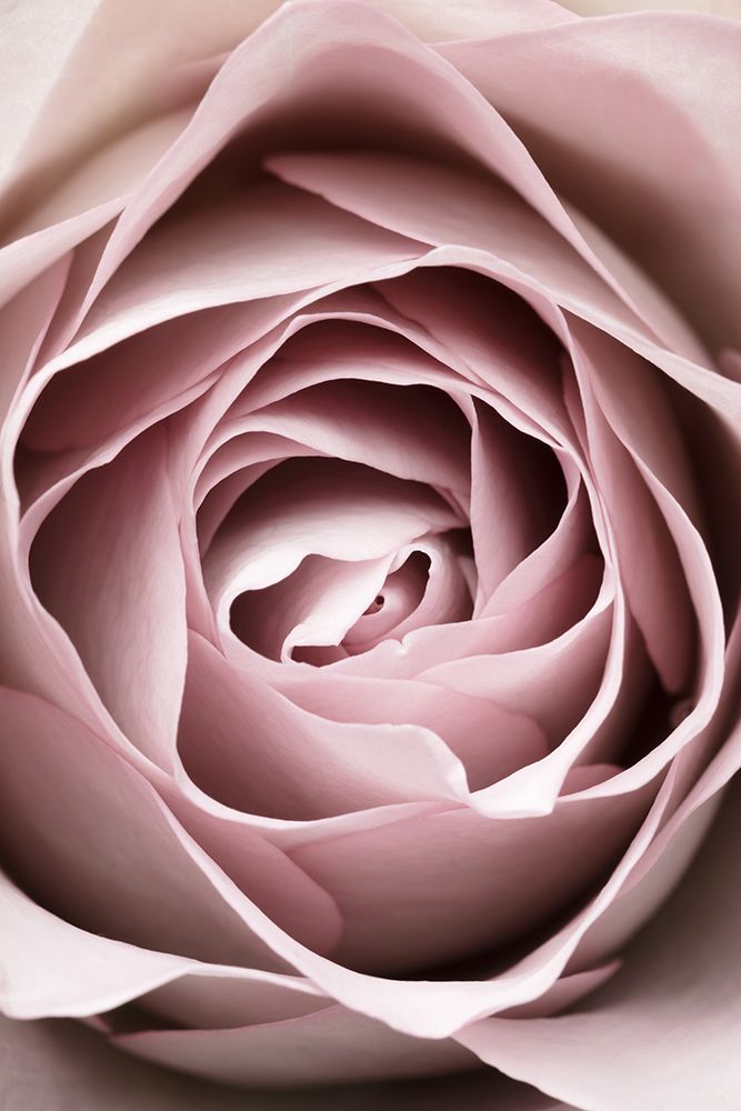 Pink Rose No 04 art print by 1x Studio III for $57.95 CAD