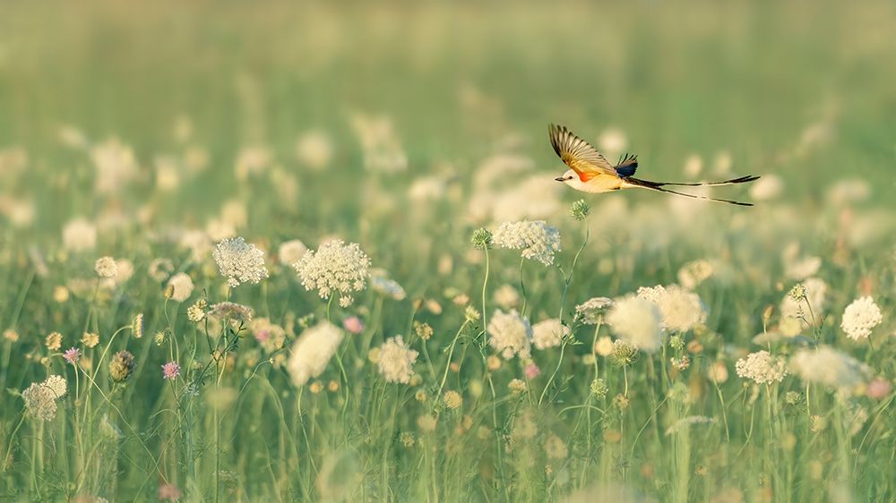Spring Messager art print by Qing Zhao for $57.95 CAD