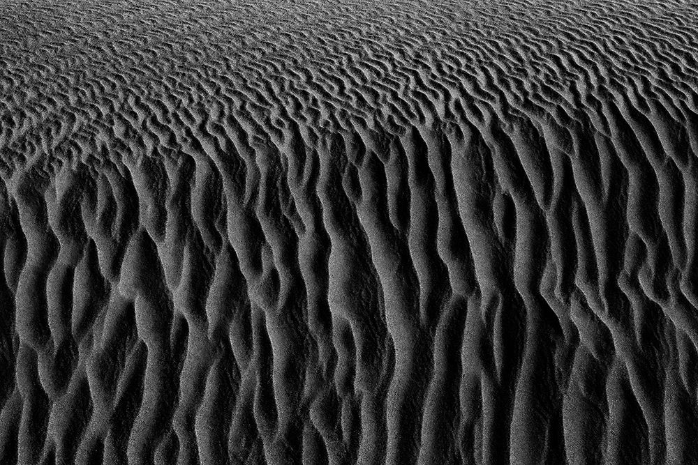 Roots of desert art print by Saeid Nasri for $57.95 CAD