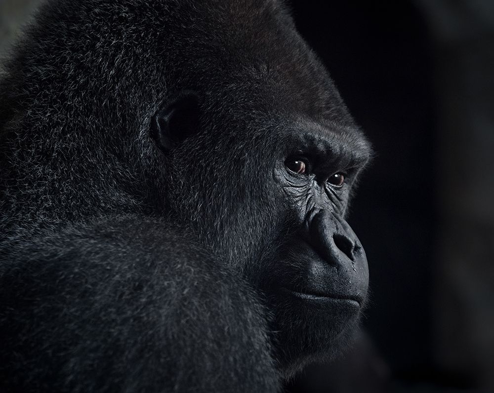 gorilla gaze art print by Helena GARCIA HUERTAS for $57.95 CAD