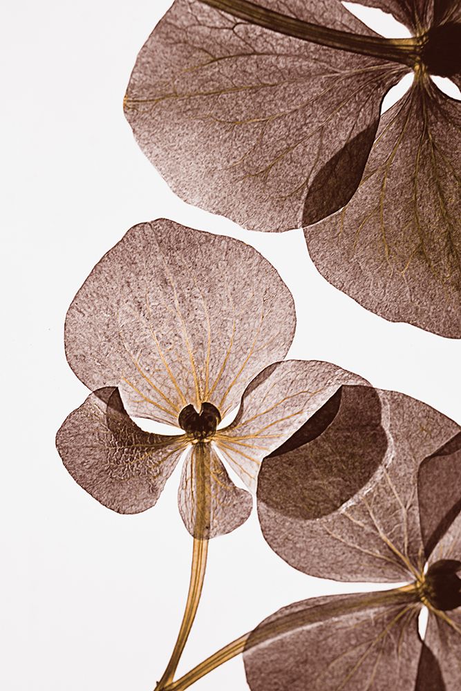 Botanical 5 art print by Lenka for $57.95 CAD