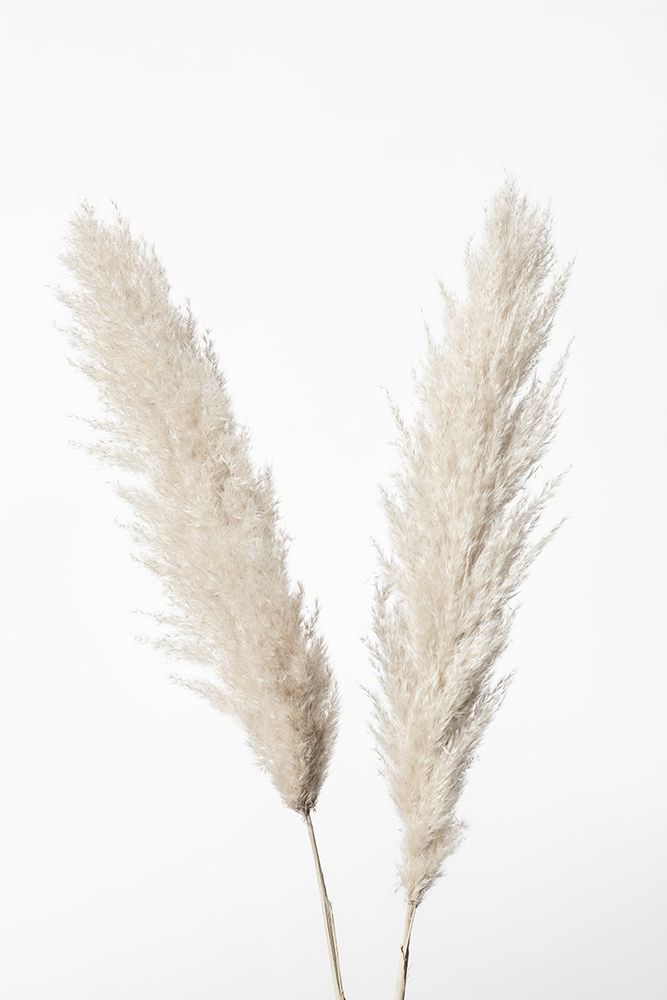 Pampas White art print by 1x Studio III for $57.95 CAD