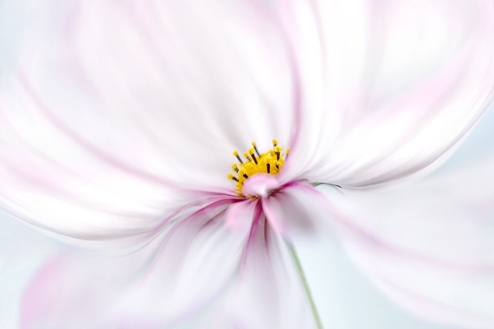 Cosmos art print by Mandy Disher for $57.95 CAD