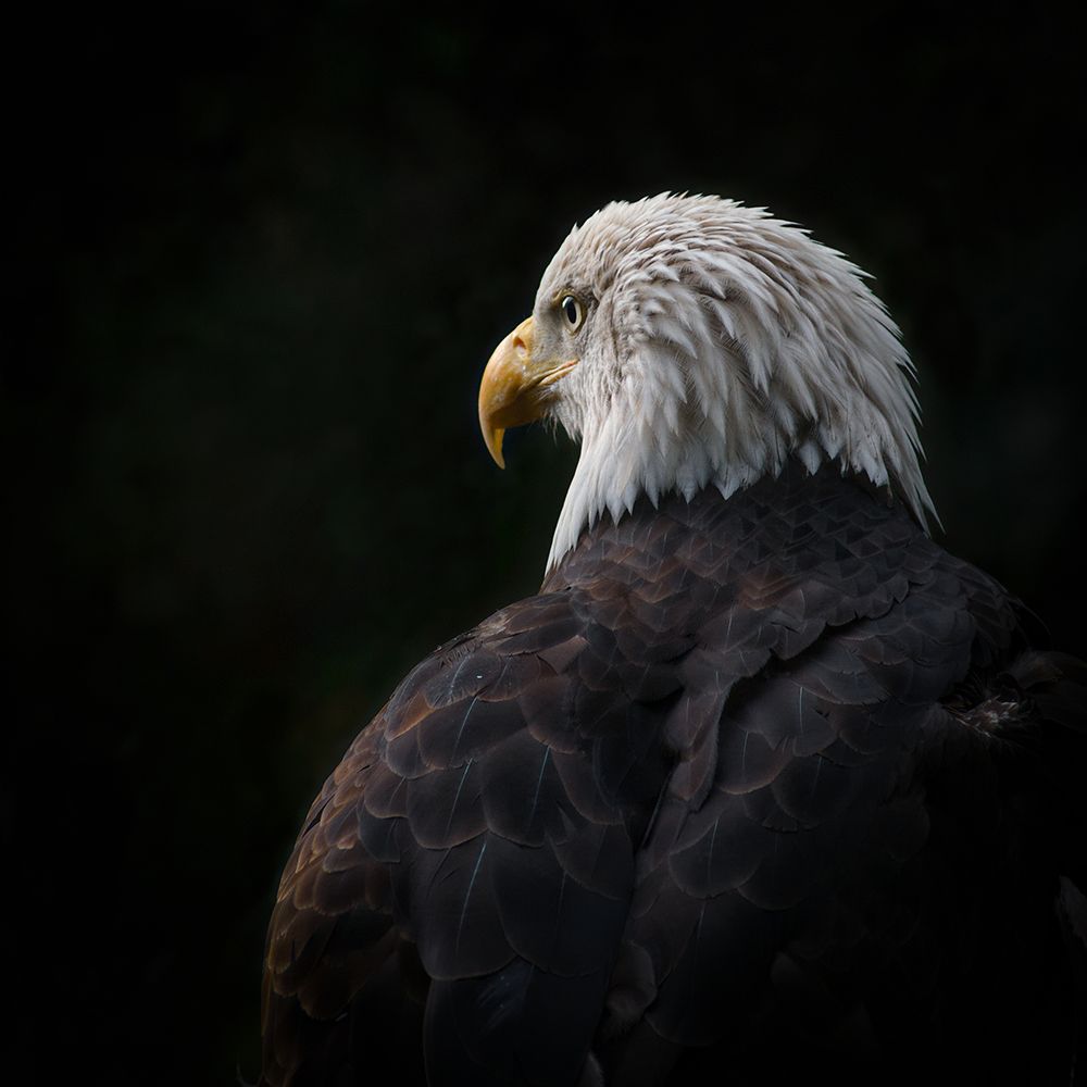 Eagle ... Compassion art print by Rick Brockamp for $57.95 CAD