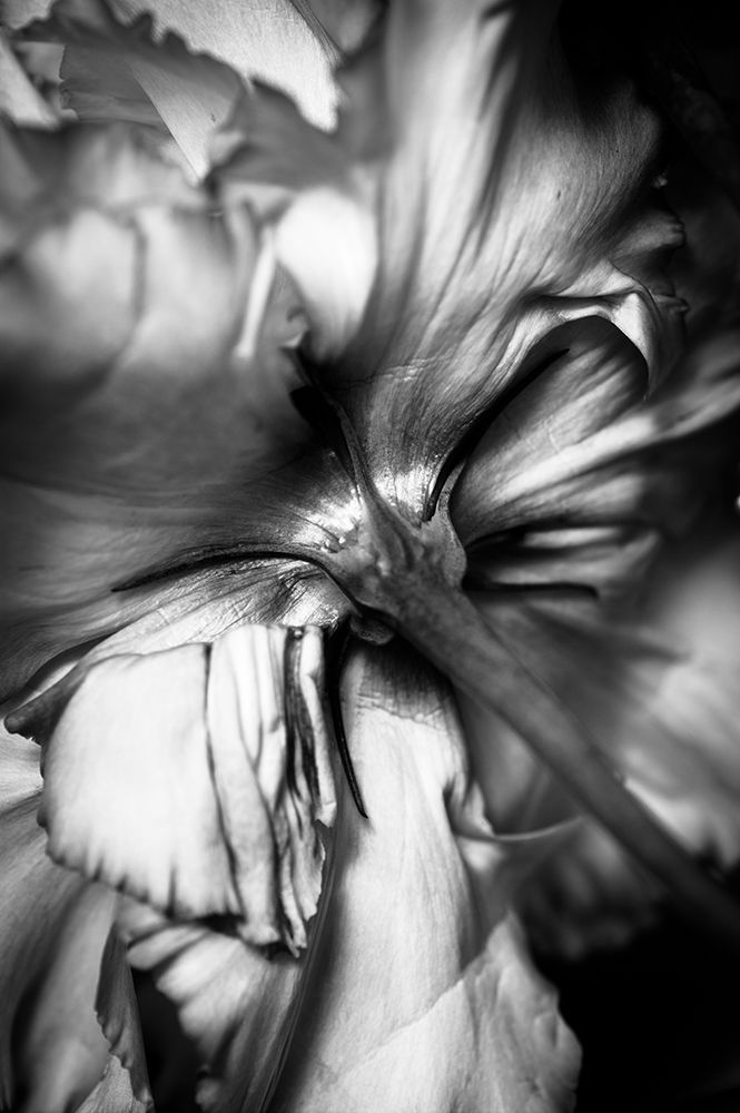 Flower art print by CYAN Stella for $57.95 CAD