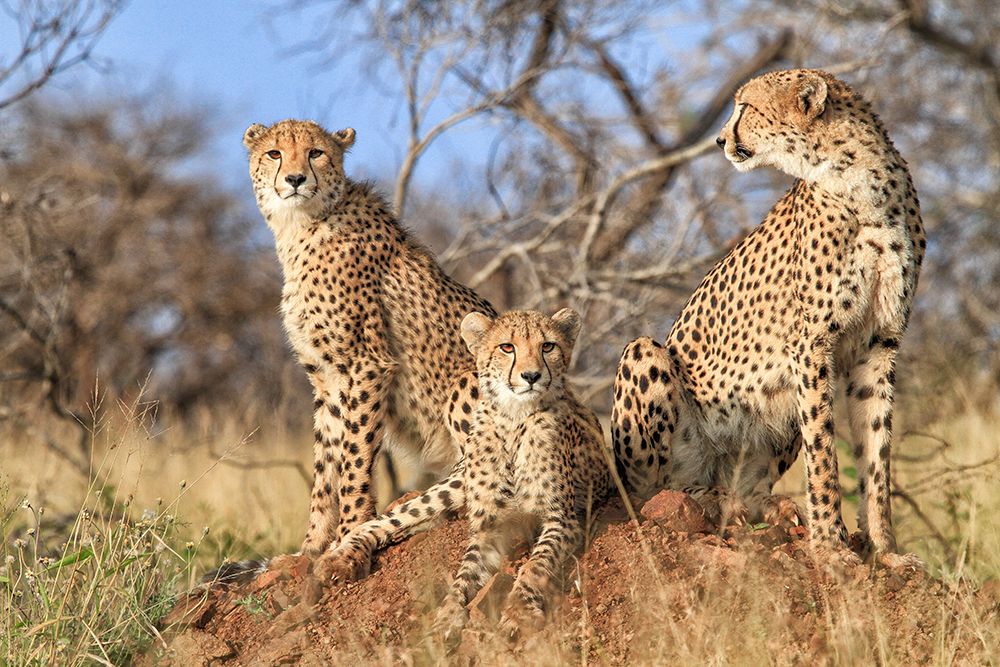 Trio art print by Jaco Marx for $57.95 CAD
