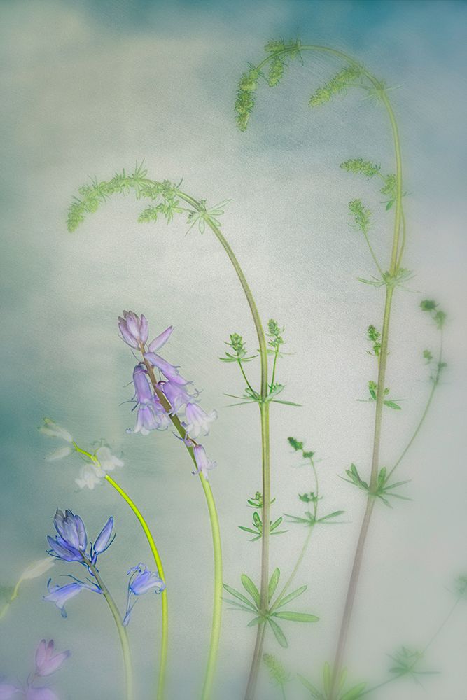 Spring flowers art print by Greetje van Son for $57.95 CAD