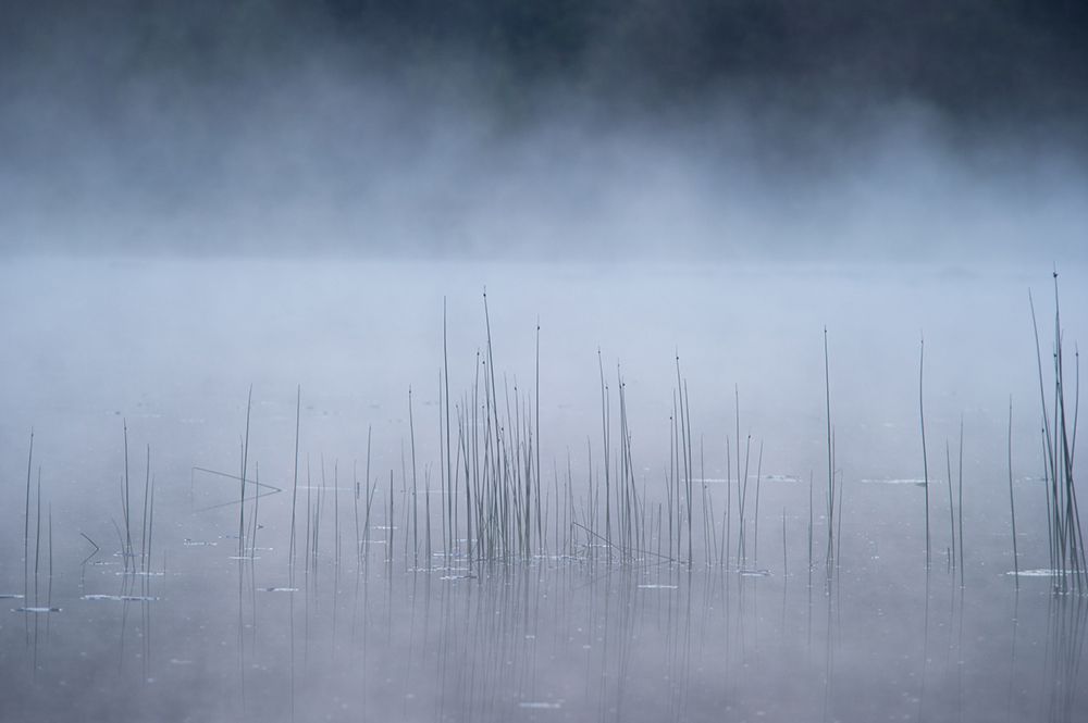 Reed and fog art print by Benny Pettersson for $57.95 CAD