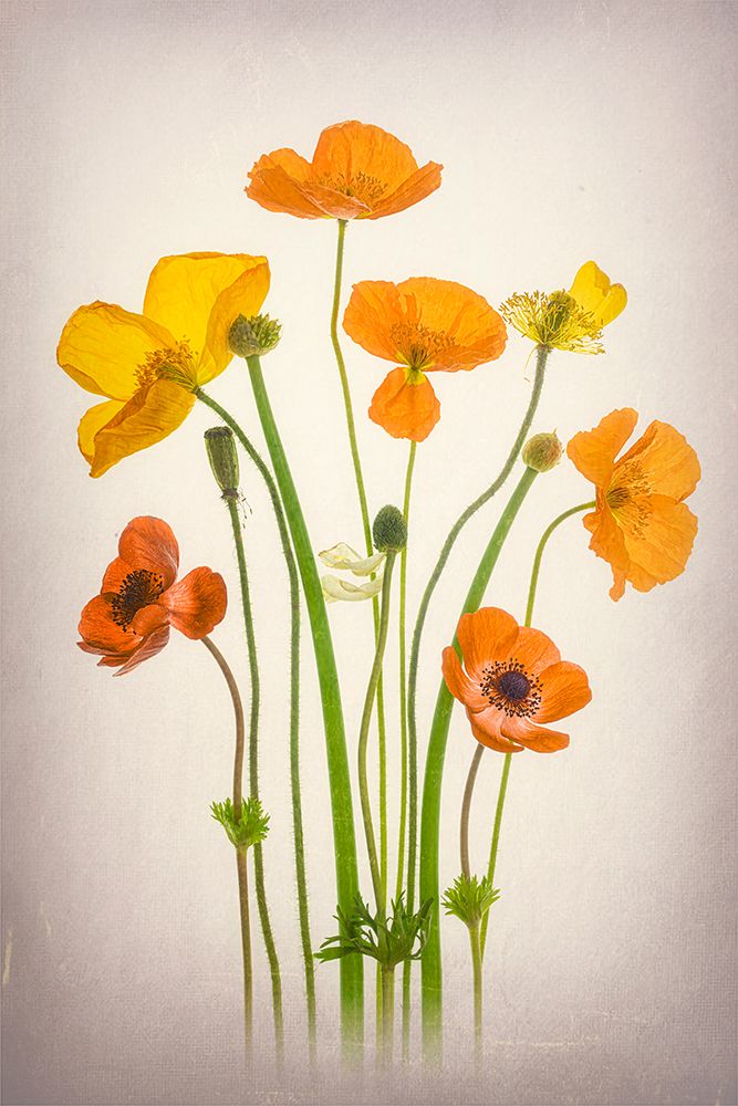Delightful Poppies art print by Lydia Jacobs for $57.95 CAD