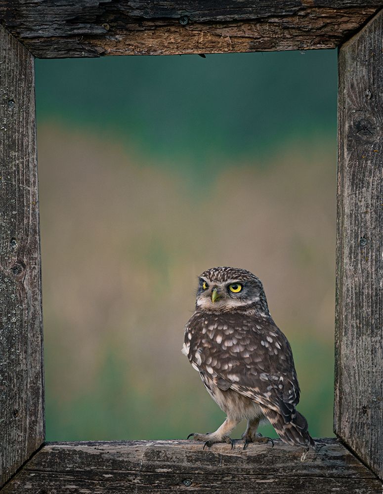 Framed Owl art print by Niki Colemont for $57.95 CAD
