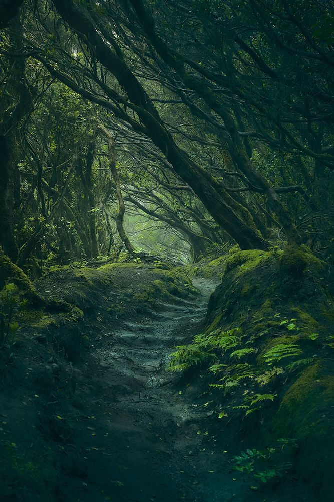 Entering Fangorn art print by Javier De La for $57.95 CAD