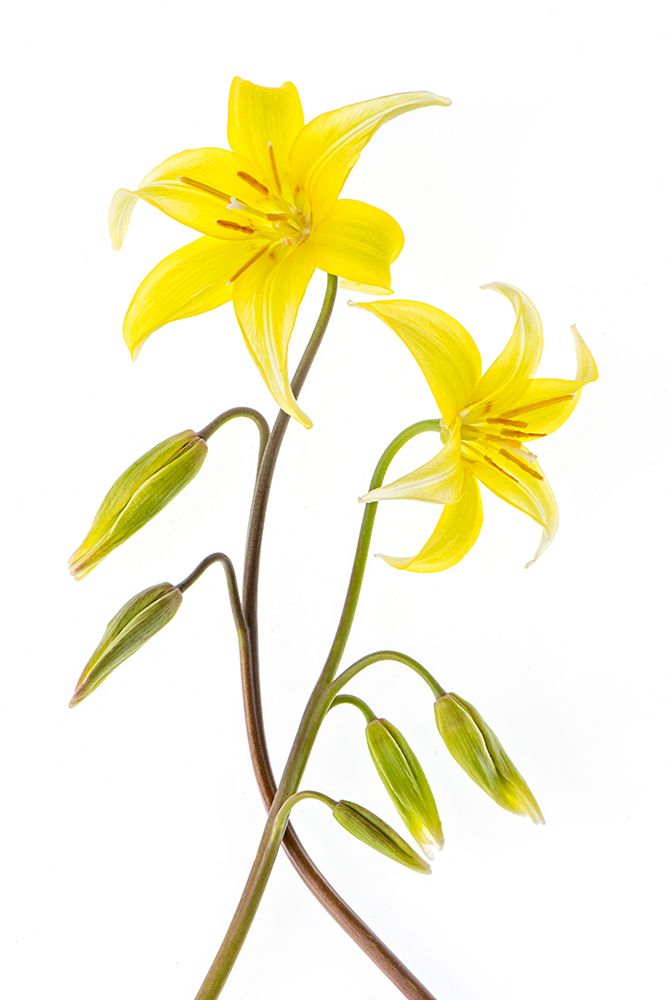 Dogtooth Violet art print by Jacky Parker for $57.95 CAD