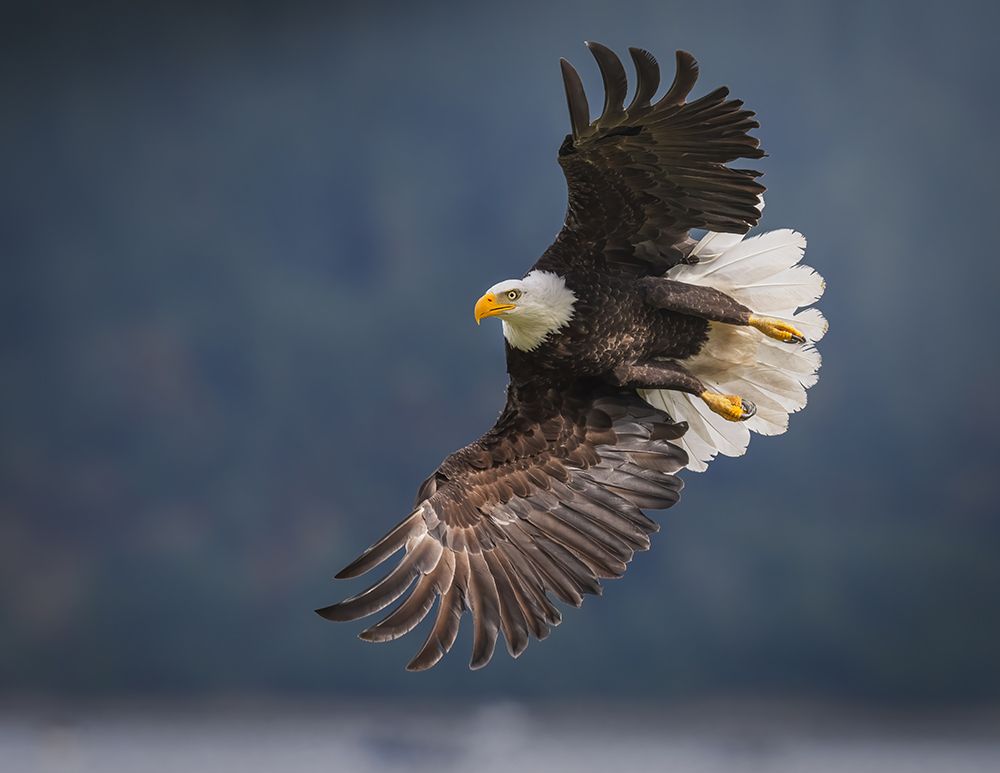 King Of The Sky art print by Nancy Xu for $57.95 CAD