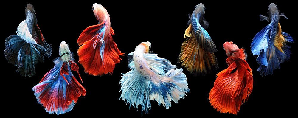 Betta Fish art print by Andri Priyadi for $57.95 CAD