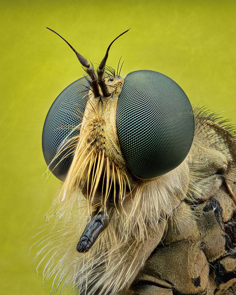 Robberfly art print by Antoni Figueras Barranco for $57.95 CAD