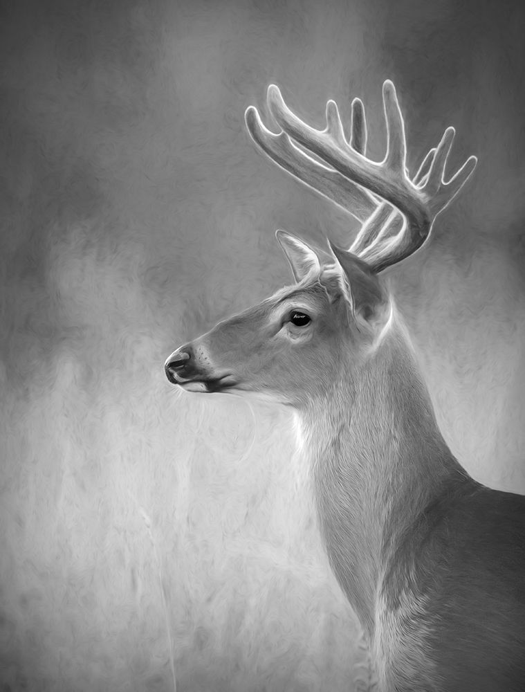 White-tailed Buck art print by Jim Cumming for $57.95 CAD