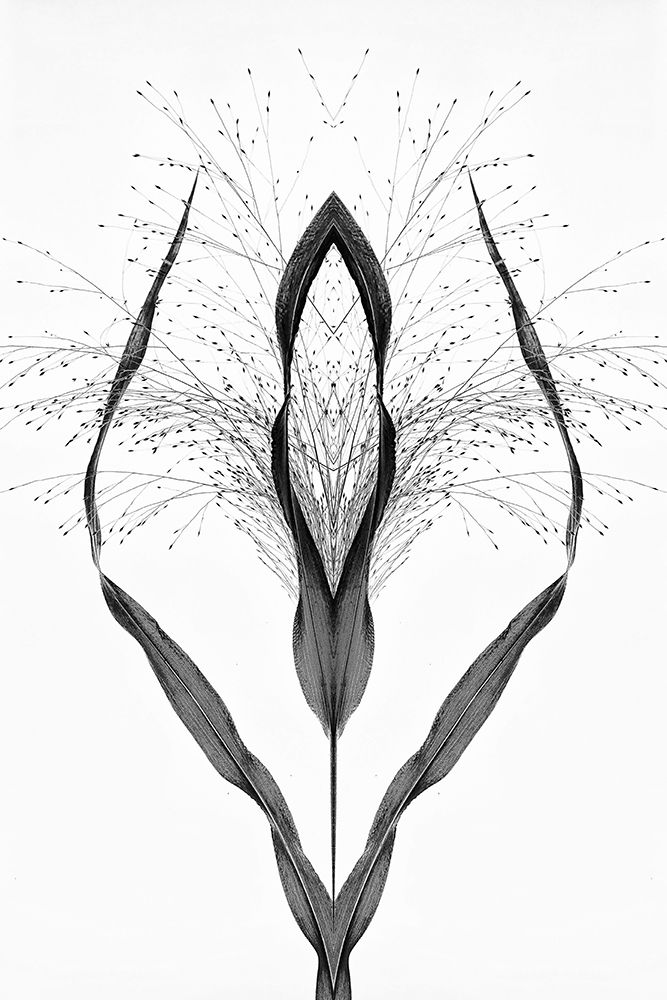 Black grass art print by Saskia Dingemans for $57.95 CAD