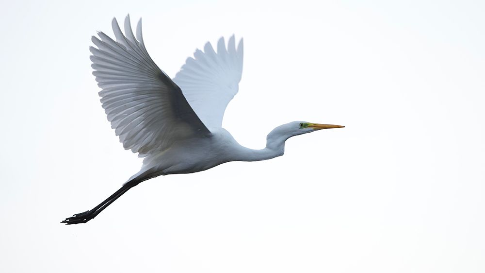 Little Egret art print by David Manusevich for $57.95 CAD
