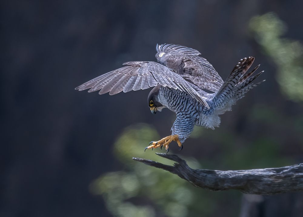 Peregrine Falcon art print by Tao Huang for $57.95 CAD