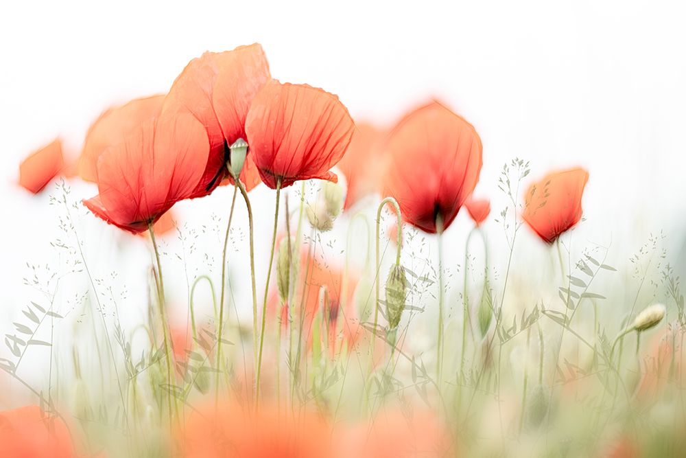 Summer Day art print by Nel Talen for $57.95 CAD