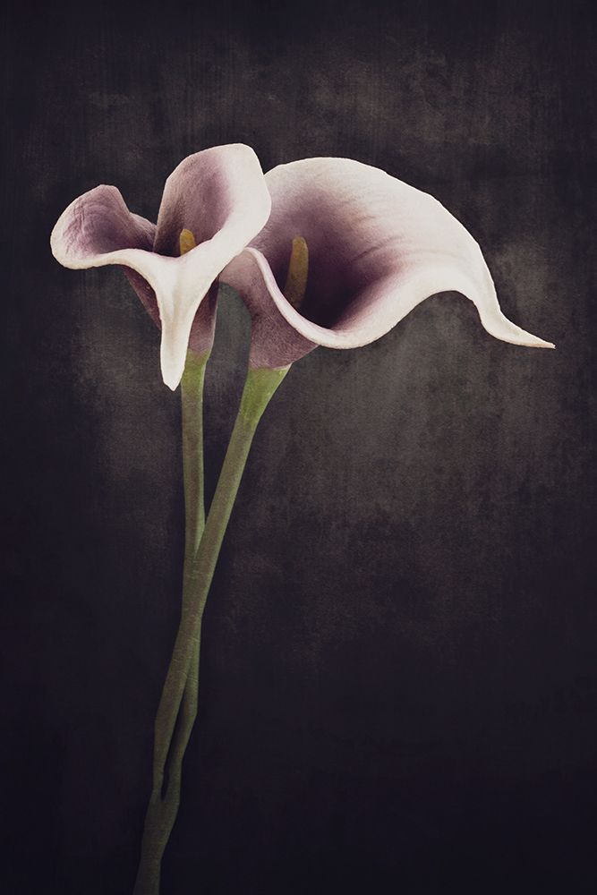 Bonded art print by Cicek Kiral for $57.95 CAD