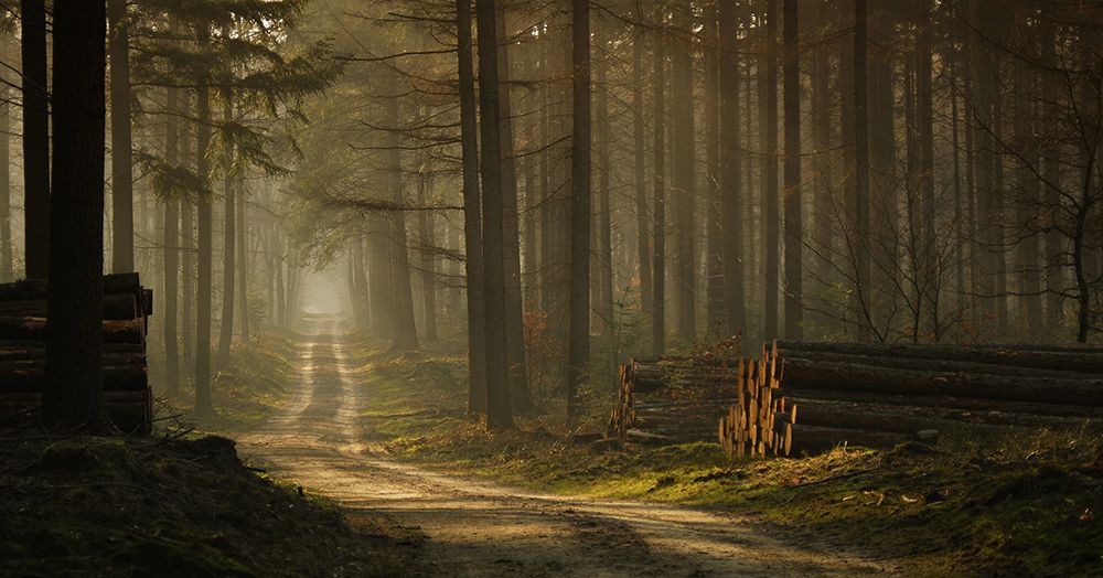 A Forest Walk art print by Jan Paul Kraaij for $57.95 CAD