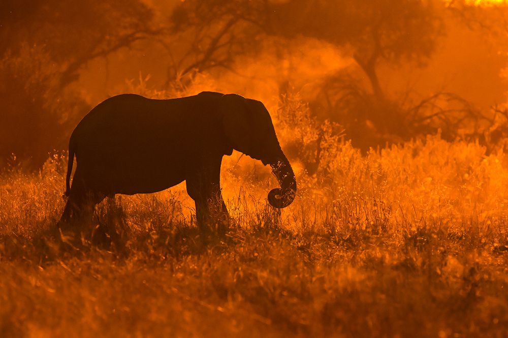Golden Elephant In Savute art print by Mario Moreno for $57.95 CAD
