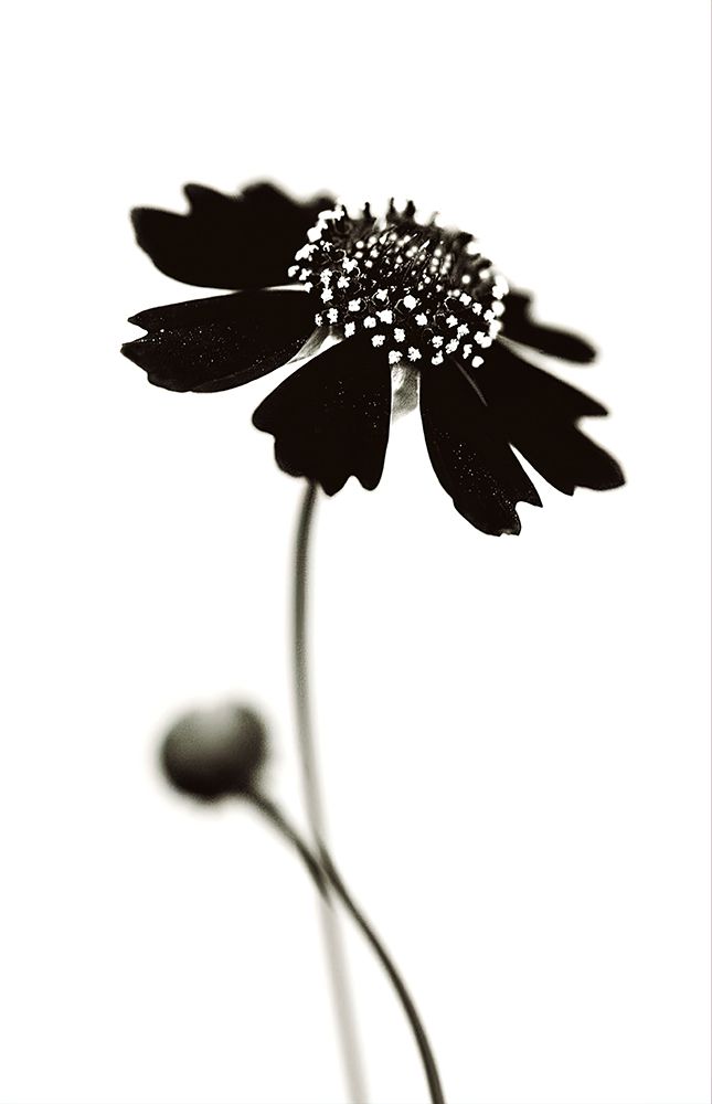 Once I Was A Black. art print by Saad Salem for $57.95 CAD