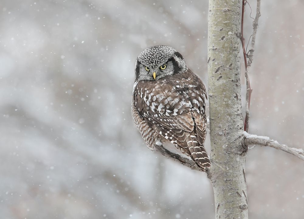 Northern Hawk Owl Look Back art print by Jasmine Suo for $57.95 CAD