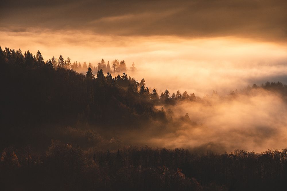Misty forest art print by Jakob Remar for $57.95 CAD