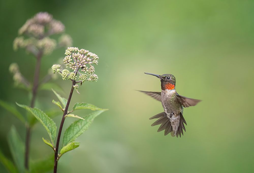 Hummingbird art print by Max Wang for $57.95 CAD