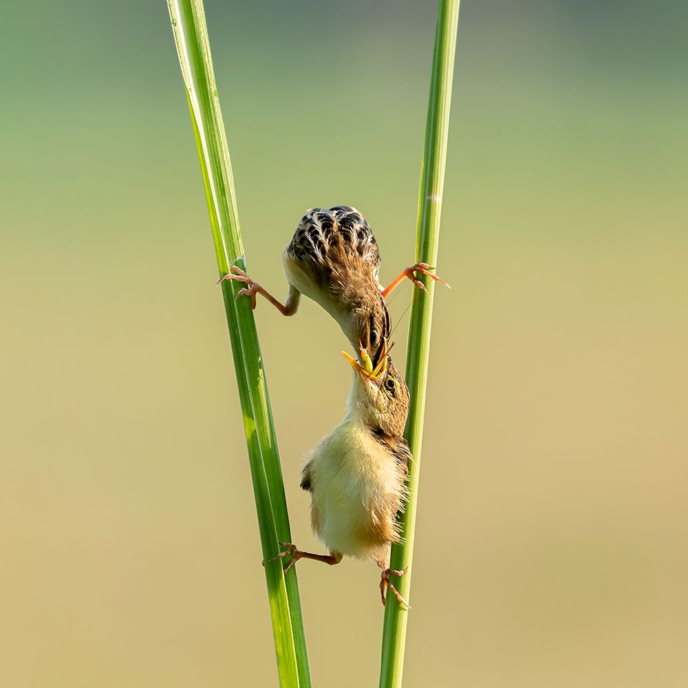 Kungfu Bird art print by Lisdiyanto Suhardjo for $57.95 CAD