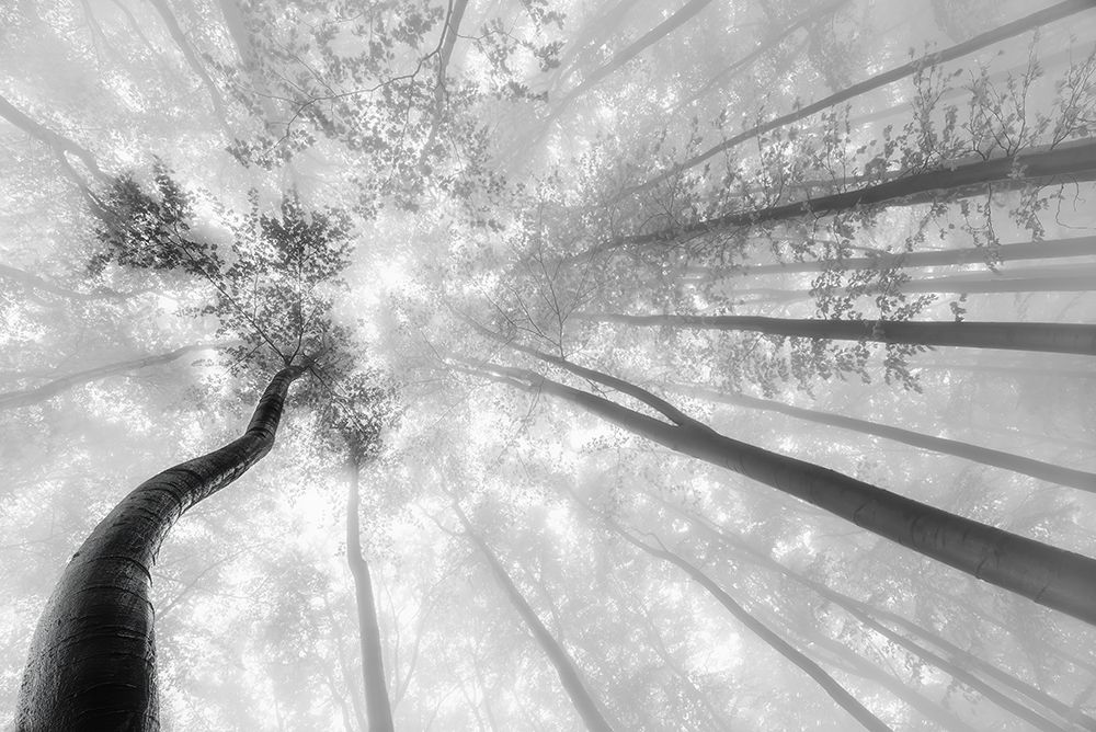 Fog in the treetops art print by Tom Pavlasek for $57.95 CAD
