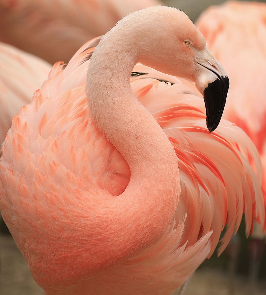 Portrait Of A Pink Flamingo art print by Robin Wechsler for $57.95 CAD