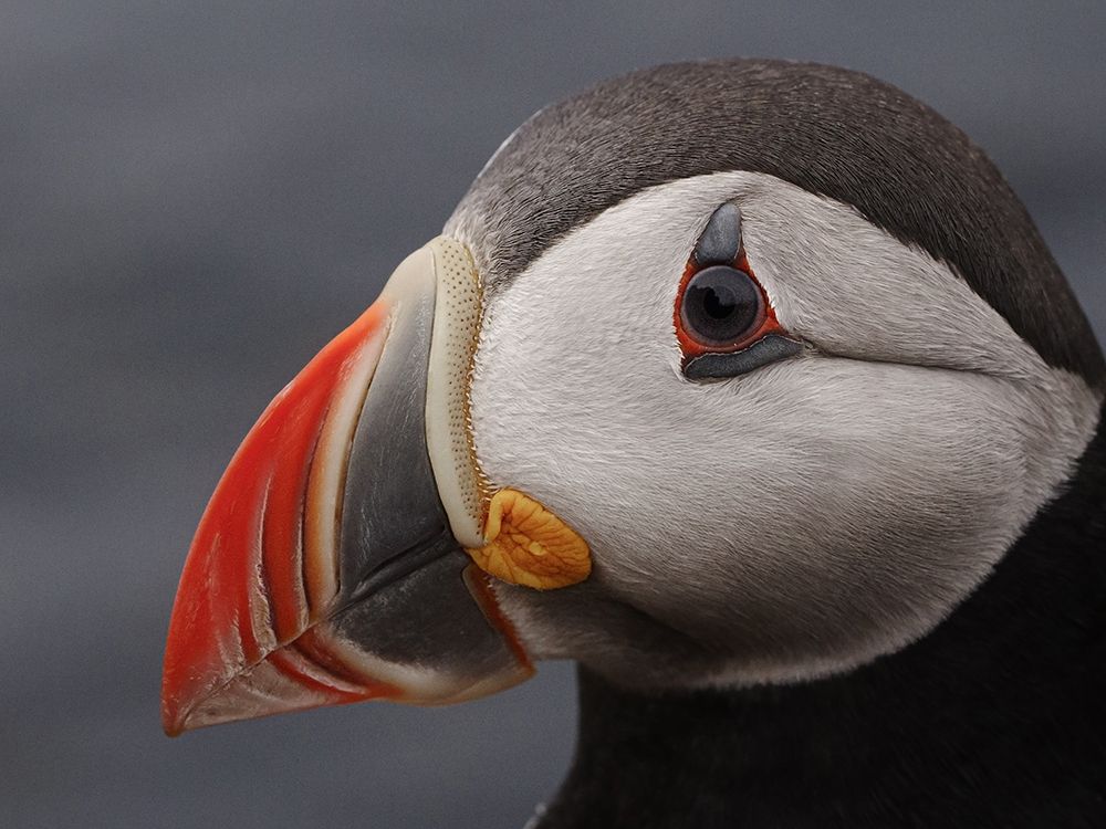 puffin art print by Rostovskiy Anton for $57.95 CAD