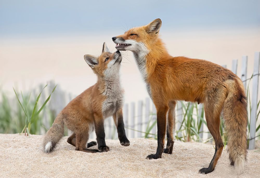 A Kiss art print by Max Wang for $57.95 CAD