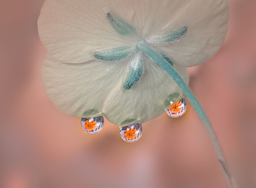 Whisper under flower art print by Gu and Hongchao for $57.95 CAD