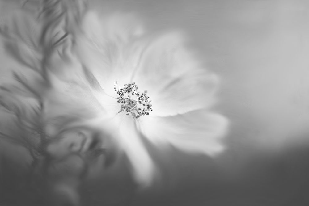 Wild rose in the wind art print by Lynn Grant for $57.95 CAD