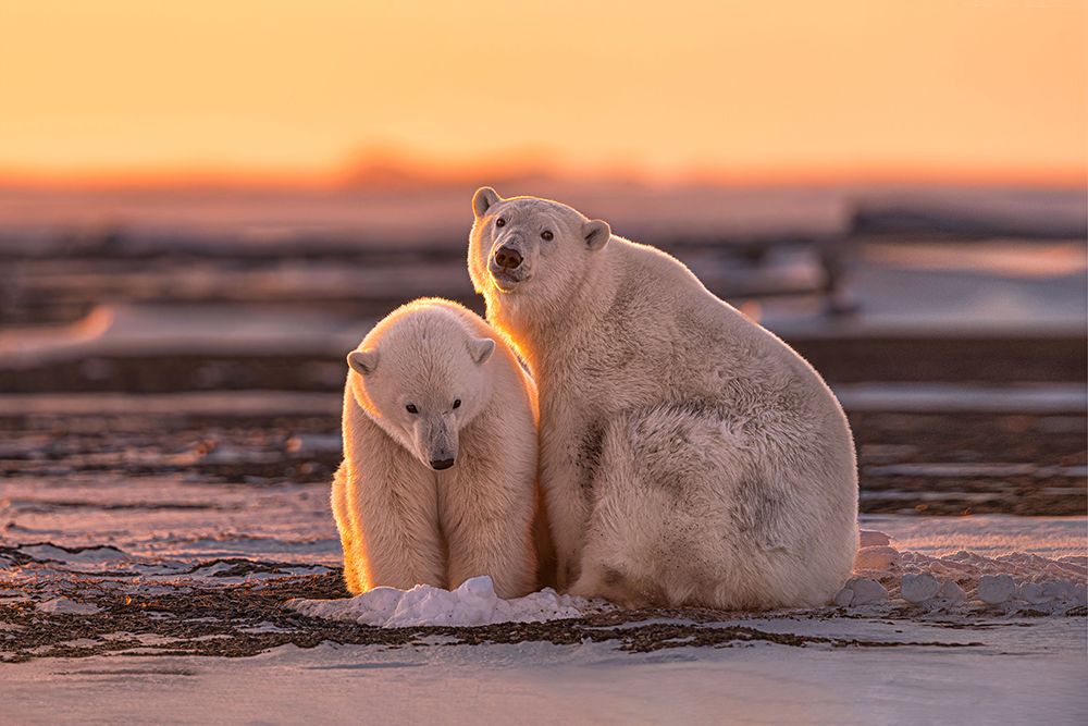 Polar bears at sunset art print by Max Wang for $57.95 CAD