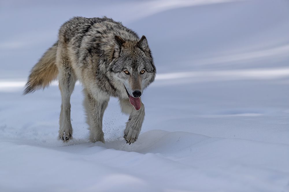 Wolf art print by Jun Zuo for $57.95 CAD