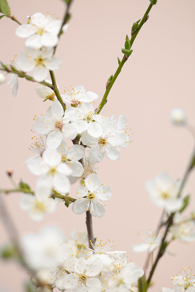 Cherry Tree Flowers art print by 1x Studio III for $57.95 CAD