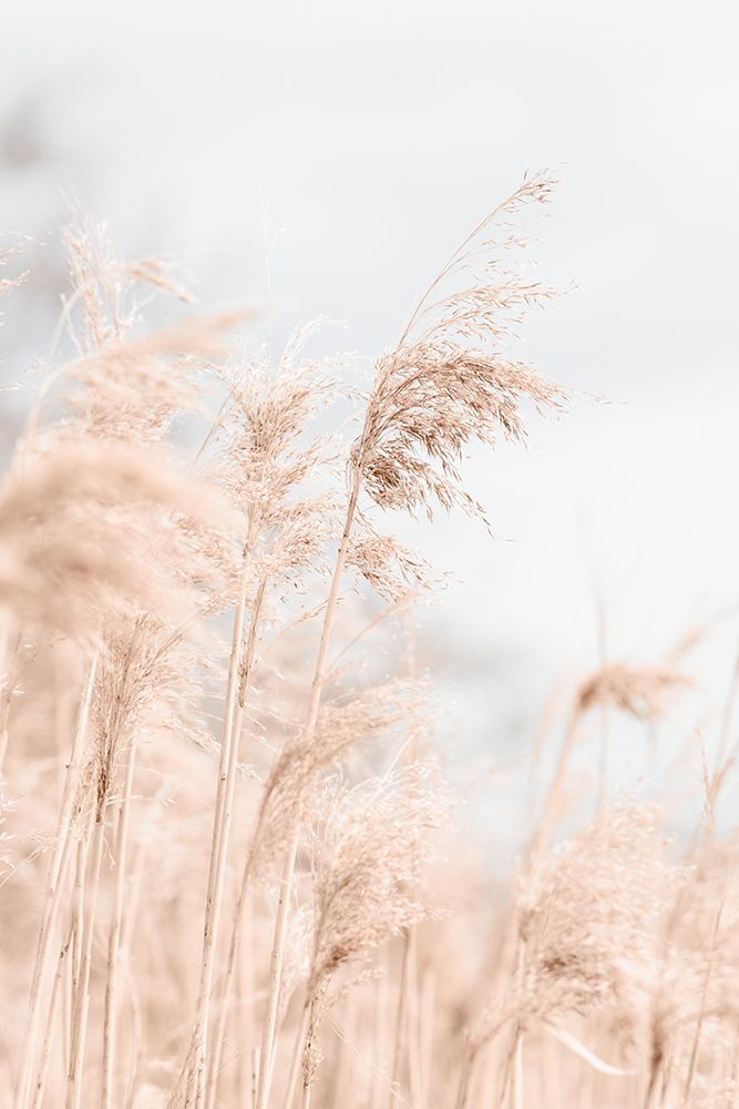 Grass Reed and sky_1 art print by 1x Studio III for $57.95 CAD
