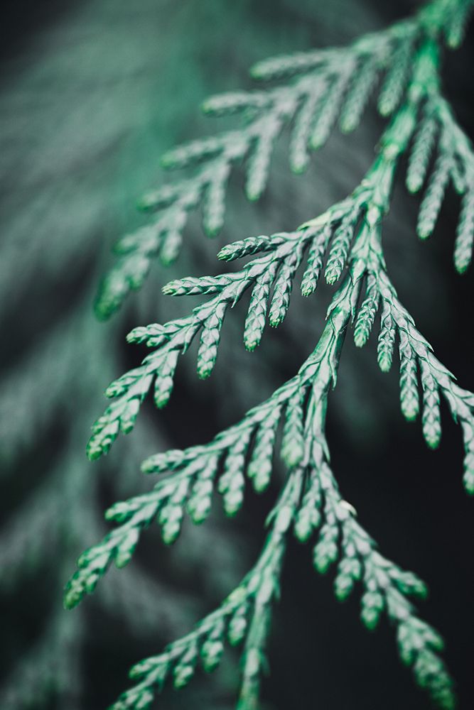 Conifer twig art print by 1x Studio III for $57.95 CAD