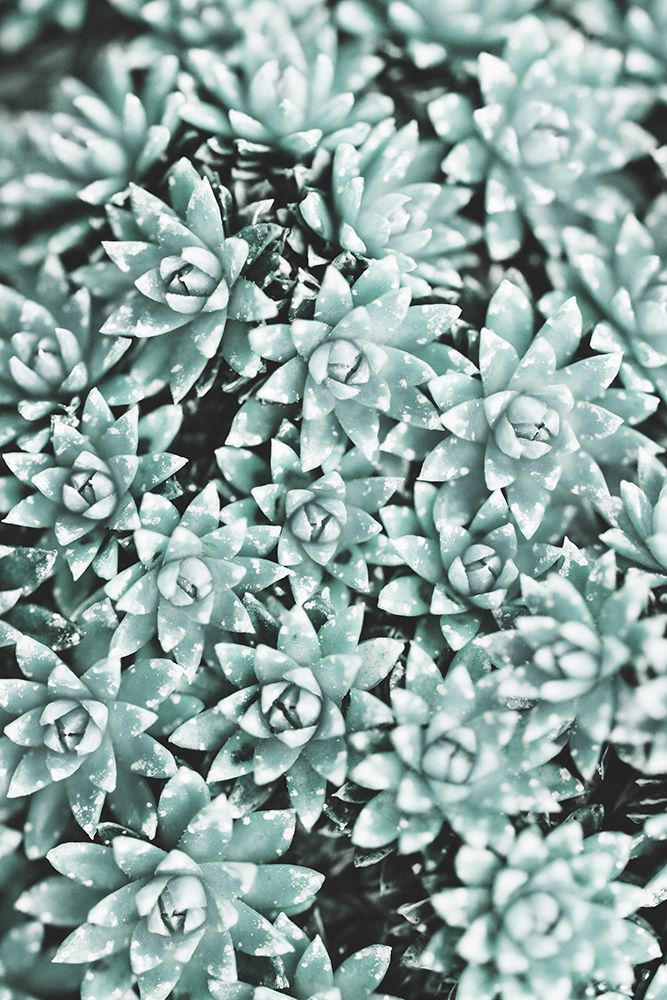 Plant art print by 1x Studio III for $57.95 CAD