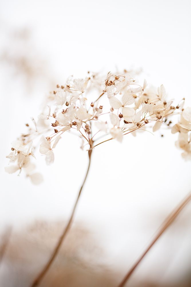 Soft Dried Flower_Brown art print by 1x Studio III for $57.95 CAD