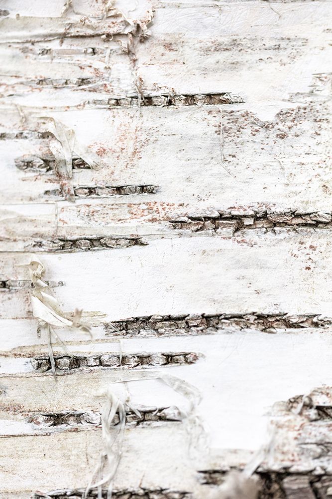 Tree bark_1 art print by 1x Studio III for $57.95 CAD