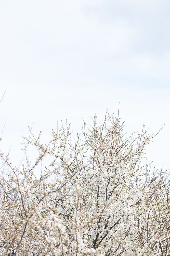 Cherry tree_1 art print by 1x Studio III for $57.95 CAD