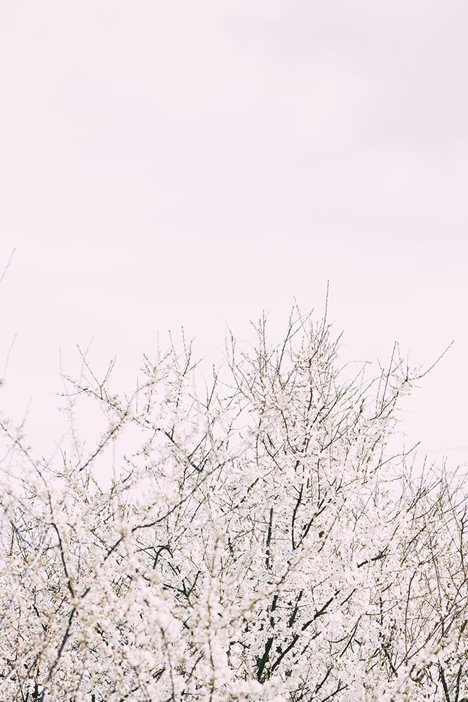 Cherry tree_2 art print by 1x Studio III for $57.95 CAD