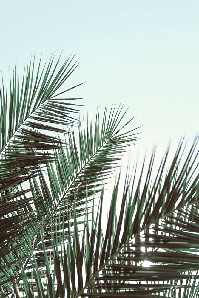 Palm leaves-sky_1 art print by 1x Studio III for $57.95 CAD